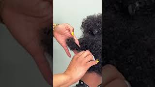 HOW TO CREATE THE PERFECT PIXIE CUT  NATURAL HAIR CUT  FOR CURLS AND COILS  FULL TUTORIAL AVAIL [upl. by Esilanna642]