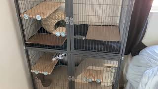 Prevue Hendryx Black Feisty Ferret Cage Review [upl. by Enelloc917]