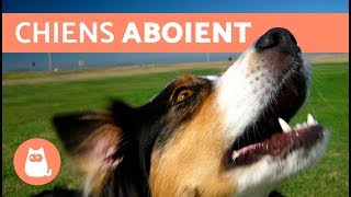 Vidéos les plus drôles de chiens qui aboient [upl. by Vitalis]