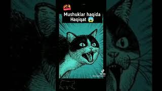 Mushuklar haqida haqiqat [upl. by Bloch]