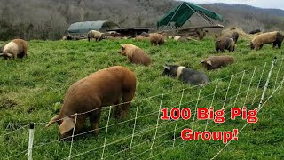 100 head pastured pig group tour in 5 min 130k worth of pork farming pigs realpigfarming [upl. by Ellehcit]