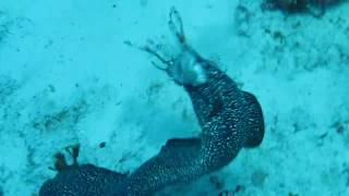 Spotted Moray Eel Eating Lionfish [upl. by Ahsitneuq]