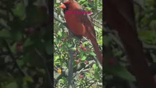 Red Cardinal redcardinal cardinals [upl. by Eniawtna]