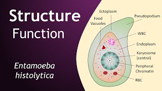 Entamoeba histolytica  Structure and Function  Parasitology  Basic Science Series [upl. by Carlin305]