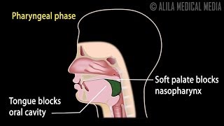 Swallowing Reflex Phases and Overview of Neural Control Animation [upl. by Gabe904]