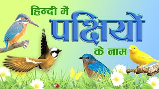 Bird Names in Hindi  पक्षीयों के नाम हिंदी में  Hindi Bird Names For Children [upl. by Hardie]