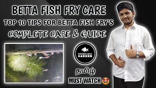 How to Care Betta Fish Frys in Tamil  Must Watch 🤩 தமிழ்  Wonder Aqua Garden [upl. by Springer252]