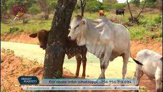 Ugandan Boran Rancher Earning Big [upl. by Grimbal]