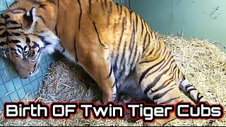 Tiger Gives Birth to Twin Cubs ।। Birth OF Twin Tiger Cubs [upl. by Esserac]