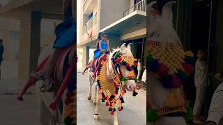 Horse 🐎 Riding  horse horses ghoda horseriding horselover ytvideo shortsfeed dhruhi [upl. by Richie581]