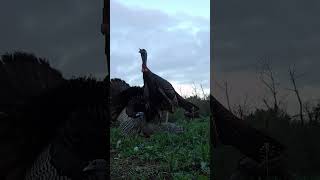 Good Luck To Everyone This Spring Up Close Footage Of Turkeys In The Decoys turkeyseason24 [upl. by Hadnama]