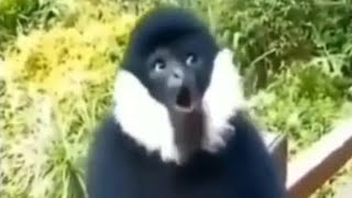 Monkey Sound  Gibbon Call [upl. by Aineg]