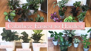 25 Calathea Species and Cultivars Ranked by Difficulty Level for me [upl. by Lamahj]