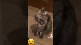 Sabias que tu michi te puede comer😸 gatos cat catlover gatoshermosos gatoslocos gato pets [upl. by Adin229]