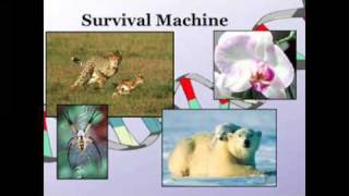 Selfish genes in survival machines [upl. by Accissej]