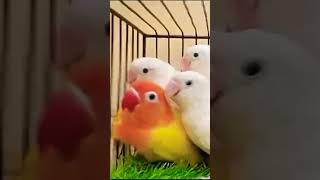 albino black eye and Latino Pasnata Black eyed beautiful bird🤘 [upl. by Refotsirc358]