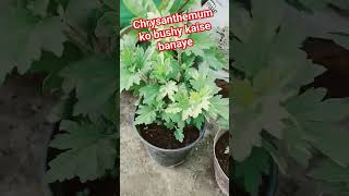 chrysanthemum ko bushy kaise banaye chrysanthemum pinching youtubeshorts terracegardening views [upl. by Ashatan]