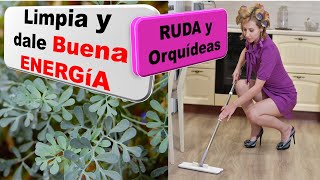 CUÁLES son las plantas para SACAR las MALAS ENEREGÍAS de tu mi CASA TV Show Fernando Hidalgo 6 [upl. by Aoh]