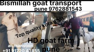 kotagoat Bismillahgoattransport indiangoatfarmingbuisinessplan sheepbreedsinindiaviralshortvideo [upl. by Yukio726]