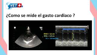 Medición básica del gasto cardíaco en perros [upl. by Zared]