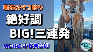 【明石タコ釣り】8月中潮回り（4日潮）大ダコ祭り！ 和田虫オレンジが大活躍 [upl. by Aehtla]