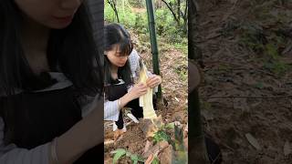 The original ecology of nature Bamboo shoots crisp and tender farming [upl. by Ernaline]