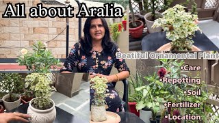 All about Aralia Ornamental Plant🍀  अरेलिया की पूरी जानकरी  Care Fertilizer Location [upl. by Caritta622]