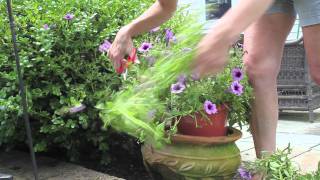 How to Cut Back Petunias [upl. by Simpkins]