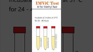 IMViC Test Methyl Red Test microbiology bacteria animation [upl. by Ttesil]