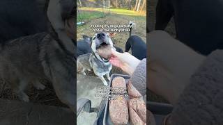 am I cruel to feed baby lamb to my four CARNIVORE dogs🐑🤪🐶 dogfood raw rawfeddog carnivore [upl. by Enihpad]