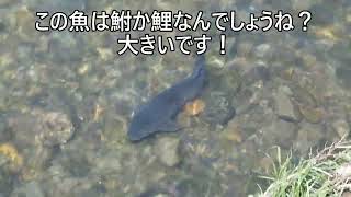 速報！ 不老川に魚が遡上中 魚群確認 新河岸 川越 [upl. by Sirej]