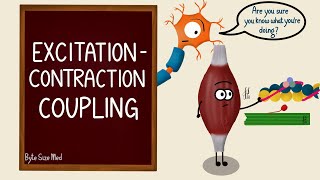 Excitation Contraction Coupling  Skeletal Muscle Contraction  Cross Bridge Cycling  Myology [upl. by Nyliac611]