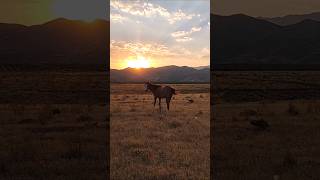 Beautiful trail ride trailride horseriding [upl. by Sadiras467]