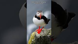 Living on the Edge Explore Puffins True Icons of the North Atlantic facts animals [upl. by Burny]