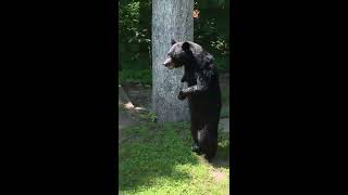 Oso negro camina como humano en dos patas  SoyOutdoorcom [upl. by Kalil]