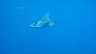 Mobula rescue in Crete Manta like [upl. by Aket]