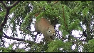 Red Squirrel Investigates Everything [upl. by Lizbeth406]