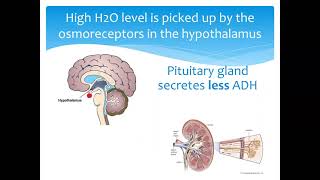 Osmoregulation 2 Homeostasis when blood water levels increase above normal [upl. by Tella465]