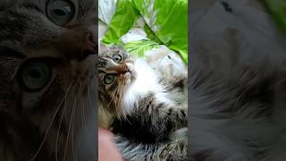 Cute Stray Kitten Rescue 5 months ago and now cat kitten kittenrescue [upl. by Wallas]