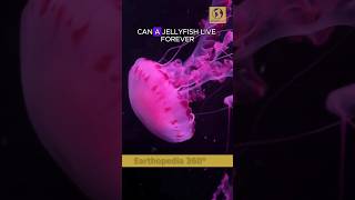 Can a Jellyfish 🎐 live Forever 🙄 jellyfish sealife [upl. by Refinneg]