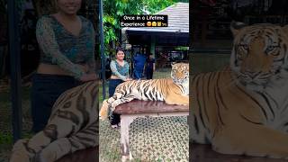 Touched ROYAL BENGAL TIGER 🤩 thailand tigerkingdom bengaltiger [upl. by Erodoeht445]