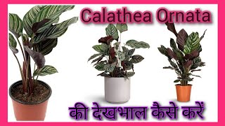 Mastering the art of Pinstripe Calathea care [upl. by Heida273]