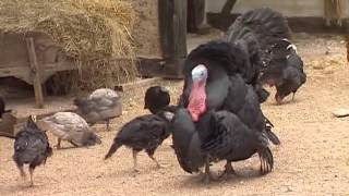 Les animaux de la ferme  le coq et la poule [upl. by Leiser]