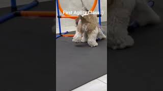 Cocker Spaniel Dog First Agility Class dogshorts agilitydog cockerspaniel dogsports [upl. by Atile]