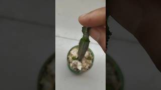 GRAFTING DRAGON FRUIT SCION ON CACTUS PLANT satisfying grafting shorts [upl. by Lua]