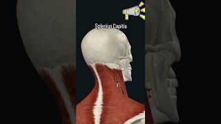 Understanding the Splenius Capitis Musclebodyanatomy 3danimation science anatomy anatomytuition [upl. by Ernald972]