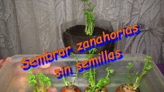 Como sembrar zanahorias sin semillas 2º parte [upl. by Gemmell]