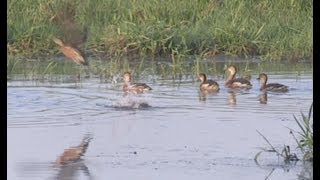 Wandering Whistling Duck Dendrocygna arcuata at Fogg Dam NT Australiamp4 [upl. by Amalia]