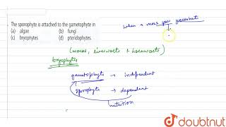 The sporophyte is attached to the gametophyte in [upl. by Anneehs]