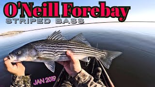 ♤Kayak Fishing for Striped Bass♤ ONeill Forebay JAN 2019 wLee [upl. by Ellednahc]